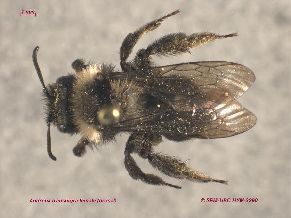 Photo of Andrena transnigra by Spencer Entomological Museum